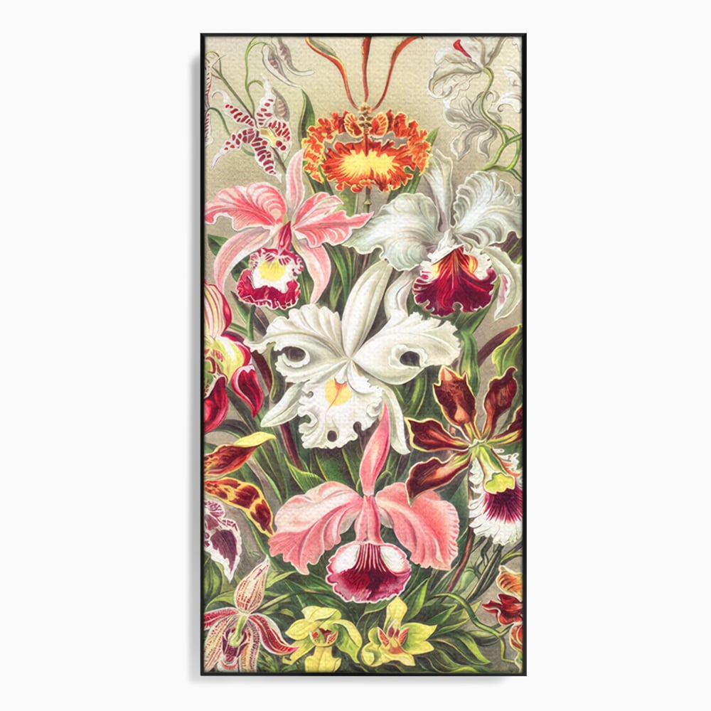 Tablou canvas cu ilustratie botanica cu orhidee multicolore, in rama de aluminiu negru